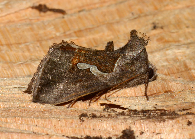 Noctuidae Macdunnoughia confusa ?